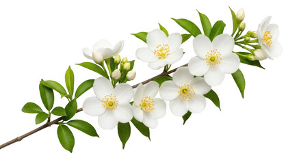 Obraz premium Branch with white jasmine flowers and green leaves with a cut out