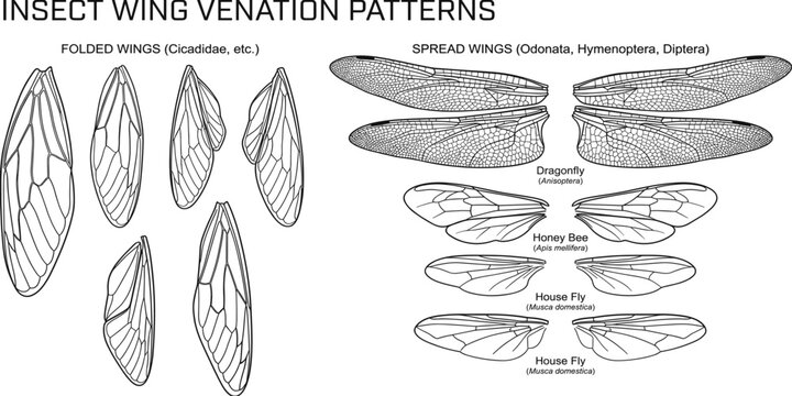 Insect wing venation patterns diagram