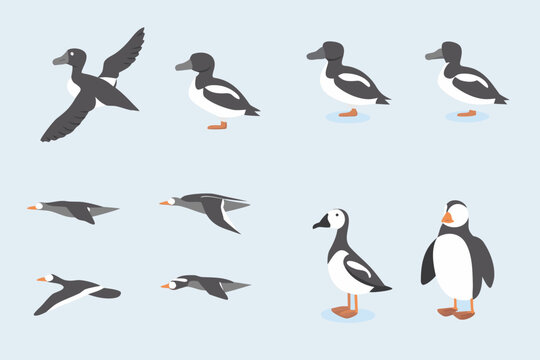 Illustrative depictions of puffins in various poses and flight stages