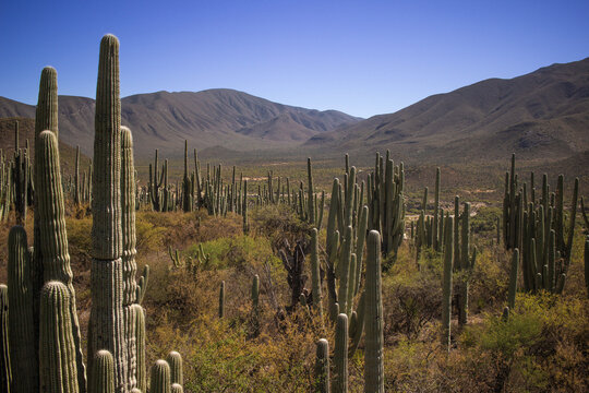 Ancient Giant Cactus Forest in Zapotitlan Salinas Valley, Mexico