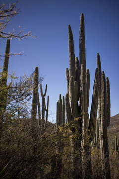 Majestic Columnar Cactus Landscape in the Zapotitlan Valley