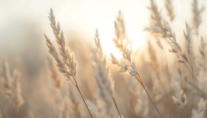 Obraz premium Golden wheat or dried grass stalks glistening in warm morning sunlight with a beautiful sun flare.