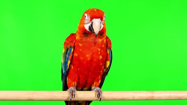 A vibrant red macaw perched confidently on a wooden branch against a green backdrop
