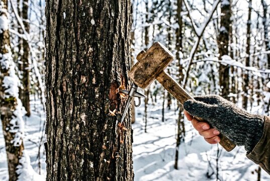 Hand wearing a knitted wool glove using a wooden mallet to drive a metal spile into the bark of a maple tree in a snowy forest