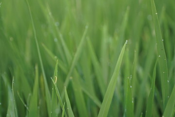 Obraz premium green grass background