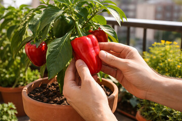 Man harvesting red bell pepper from plant in pot on balcony. Gardener checking organic vegetable growth. Concept of urban gardening, agriculture, healthy food, homegrown crops and homestead lifestyle