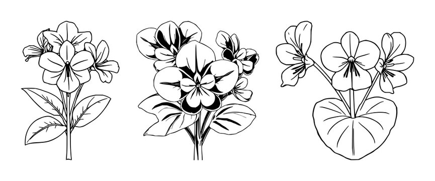 African violet set with continuous line art style featuring Saintpaulia, flowering plant, black sketch with vector illustration and white background