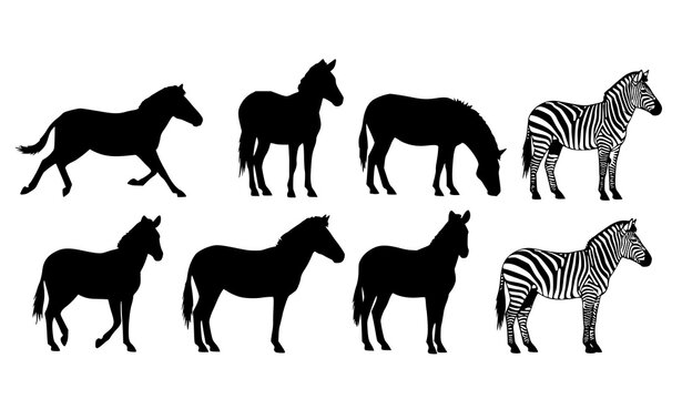 Set of zebra silhouette animals in different poses wildlife safari vector isolated on white