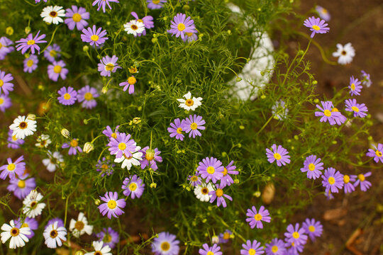 Purple and white brachyscome flowers blooming in garden