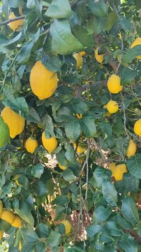 lemon tree with ripe lemons in a citrus grove near Syracuse, Sicily. fruit orchards, lemon grove. boxes full of just picked lemons. 