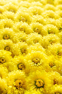小菊 Images – Browse 2,969 Stock Photos, Vectors, and Video
