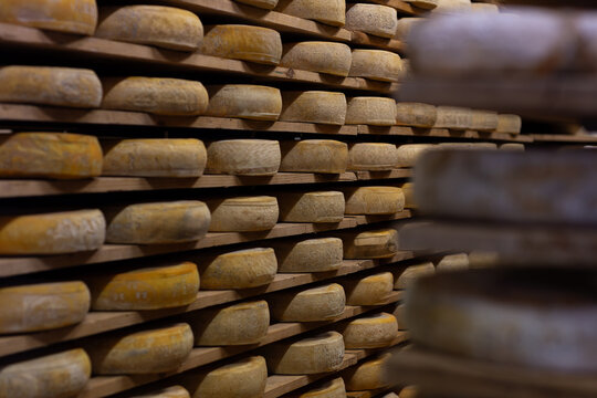 Cheese aging artisan shelves dairy cheese wheels aging cellar ripening production Italian traditional maturation cave cheesemaker affineur
