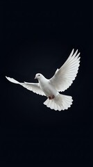 Obraz premium White dove flying with spread wings against dark background symbolizing peace, freedom and hope for spiritual and religious concepts.