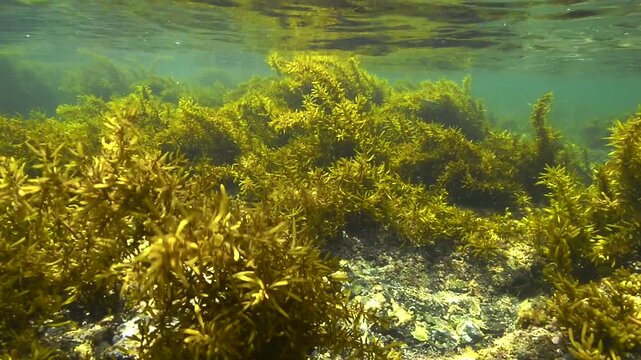 green grass in the water
