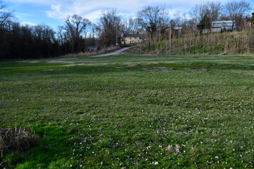 Fototapeta premium Grass and Trees in a Park