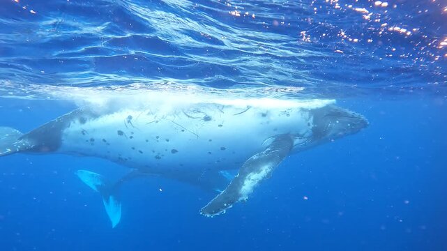 Humpback whale
