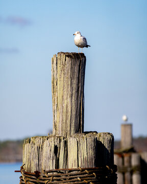 Seagull on a piler