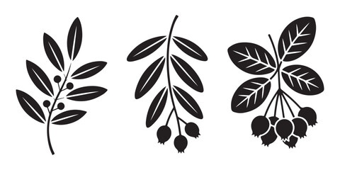 Black and white botanical elements berries and leaves vector illustration simple design