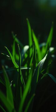 Sunlit emerald pitch veiled in shadow, ephemeral glow on damp blades,  grass,  bokeh