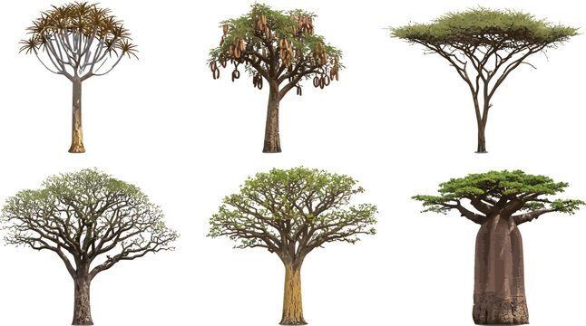 Diverse African Savanna Trees Realistic Detailed Isolated Vector Illustration Set for Landscape Design and Environmental Graphics