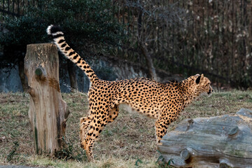 スプレー状のおしっこでマーキングするチーター/Cheetah scent marking territory
