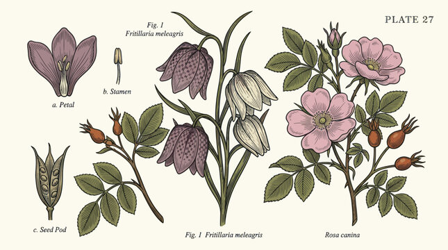 Detailed Botanical Illustration of Fritillaria Meleagris and Rosa Canina with Dissections.