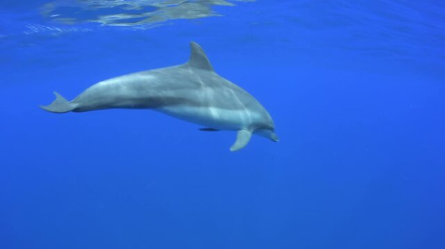 Indian bottlenose dolphin