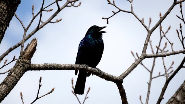 Iridescent Common Grackle Perched on a Tree Branch Against a Blue Sky, Singing its Song