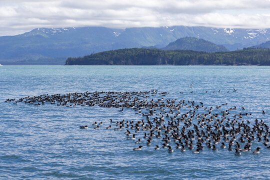 Flock of Common Murres seabirds floating in Kachemak Bay close to Homer Alaska United States