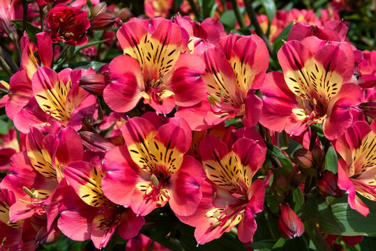 Alstroemeria, Peruvian lily or lily of the Incas