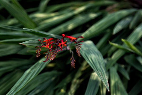 Coppertips or Crocosmia, also known as montbretia
