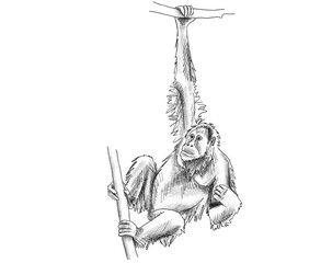 Graphite animal sketch, orangutan, monkey, primates, no background, digital, endangered, mammal, orange fur, forest, PNG, Black and white, pencil, cute, realistic, backgroundless  © Alicia
