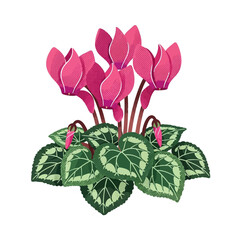 Obraz premium Vibrant pink cyclamen flower vector illustration, showcasing blooming petals and intricately detailed patterned leaves, perfect for botanical designs and indoor garden themes