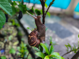 Macro Shot of Land Snail with Detailed Brown Shell Crawling Up a Green Plant Branch, Giant African Snail in the Garden with Soft Blurred Background © Camellia .