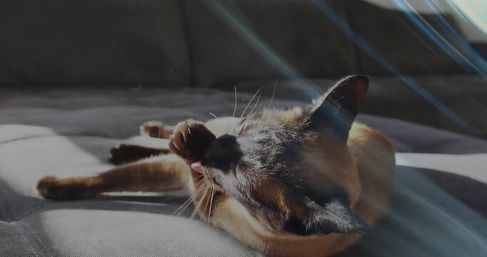 Vertical video: Pet care Siamese cat after lifting paw, grooming, cleaning face on sofa, blue flare