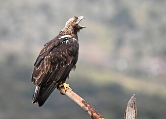 Fototapeta premium imperial eagle (aquila adalberti) in the mountain on spain
