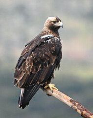 Fototapeta premium imperial eagle (aquila adalberti) on spain