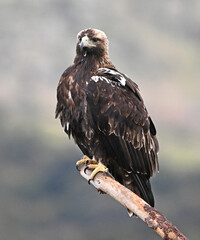 Fototapeta premium imperial eagle (aquila adalberti) on spain