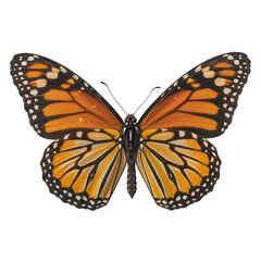 Obraz premium A large orange butterfly with black lines isolated on transparent background
