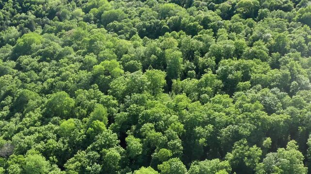 Drone flight over sunlit summer forest. Beautiful hues of green. 4K.