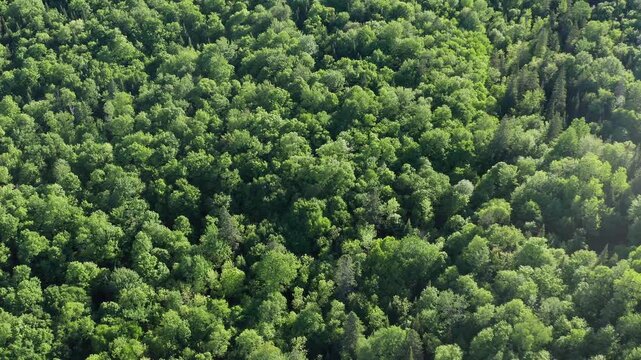 Drone flight over sunlit summer forest. Beautiful hues of green. 4K.