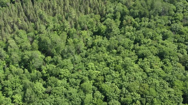 Drone flight over summer forest. Wide shot. 4K.