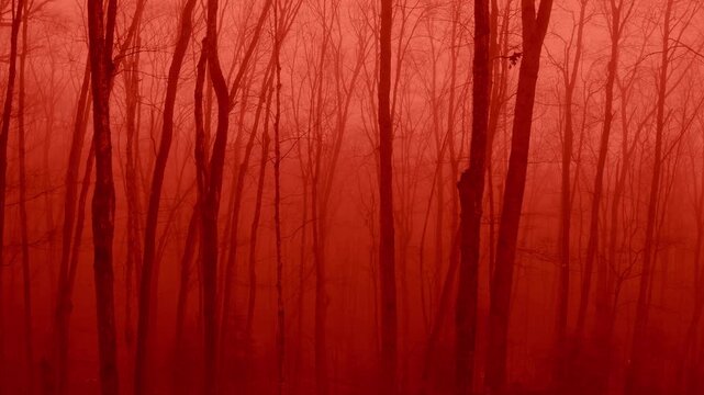 Horror forest. Slow drone flight passing bare trees in blood red forest. 4K.