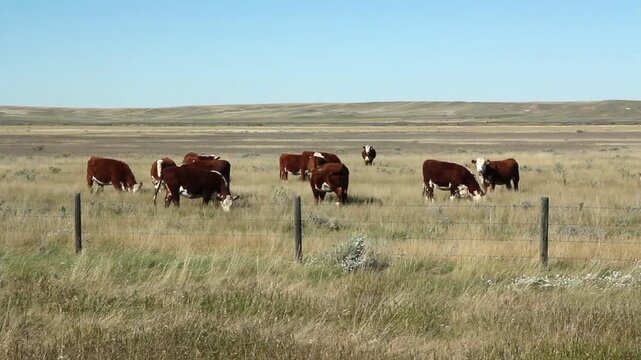 Prairie cows. Herd of cows in Alberta, Canada. HD.