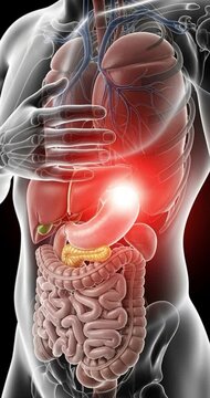 Human body anatomy rendering showing internal organs