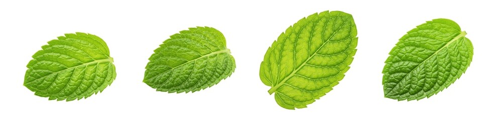 Fresh Peppermint Mentha Piperita Isolated On White Background, Organic Green Mint Leaves Set, Culinary Herb For Mojito And Food Flavoring, Botanical PNG Graphic Assets © Dag