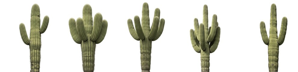 Saguaro Cactus Carnegiea Gigantea Isolated On White Background, Tall Desert Cacti Set, Arizona Saguaro Plants With Multiple Arms, Botanical PNG Graphic Assets Collection © Dangti