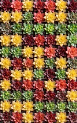 Colorful succulents arranged in a vibrant repeating pattern on dark