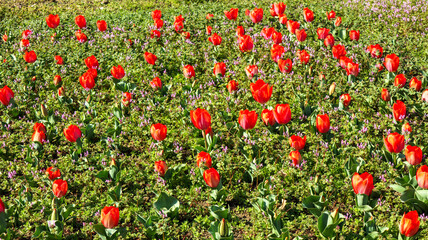 公園のチューリップ畑