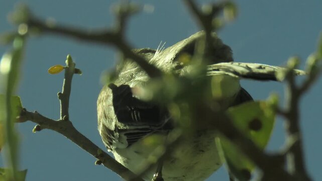 bird northern mockingbird sing